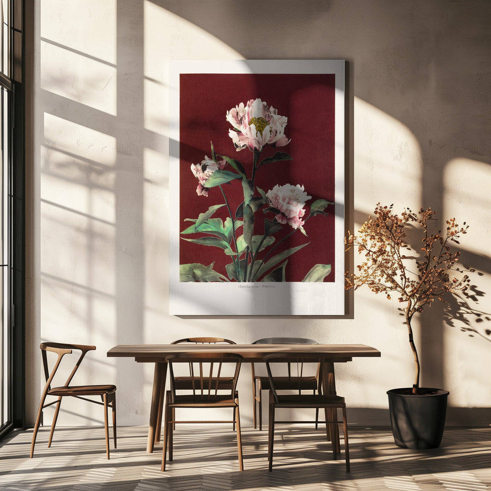 Harige pioenroos nr. 2 | Canvas