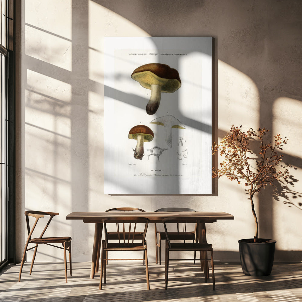 Paddestoel (boletus Circinans) | Canvas