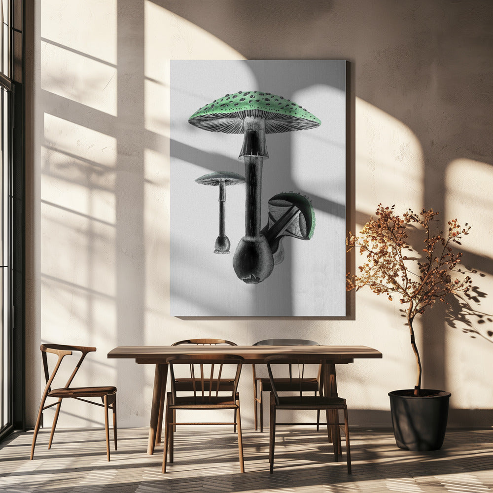 Amanita Muscaria Witte Achtergrond Groen | Canvas