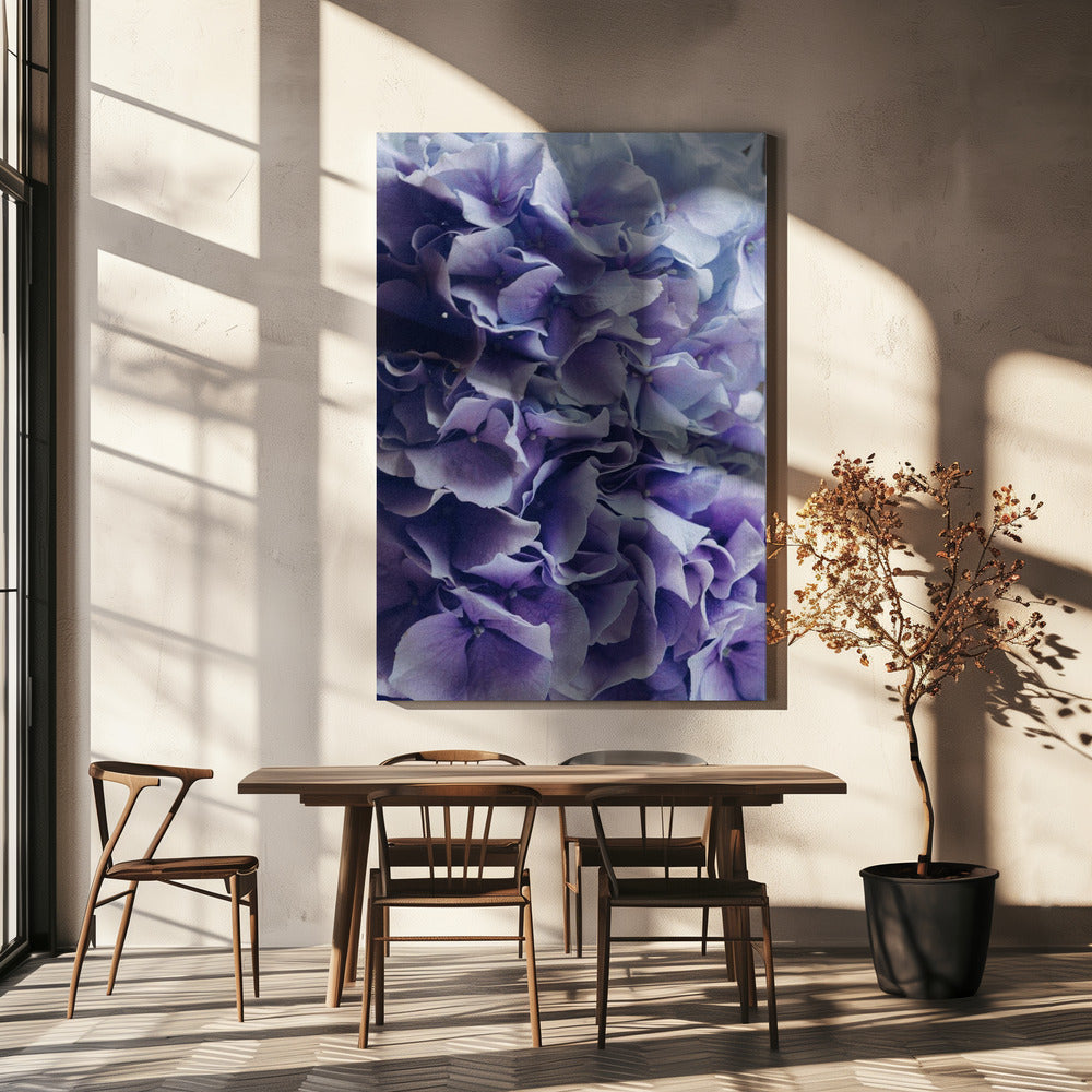 Levendige paarse hortensiabloemen | Canvas
