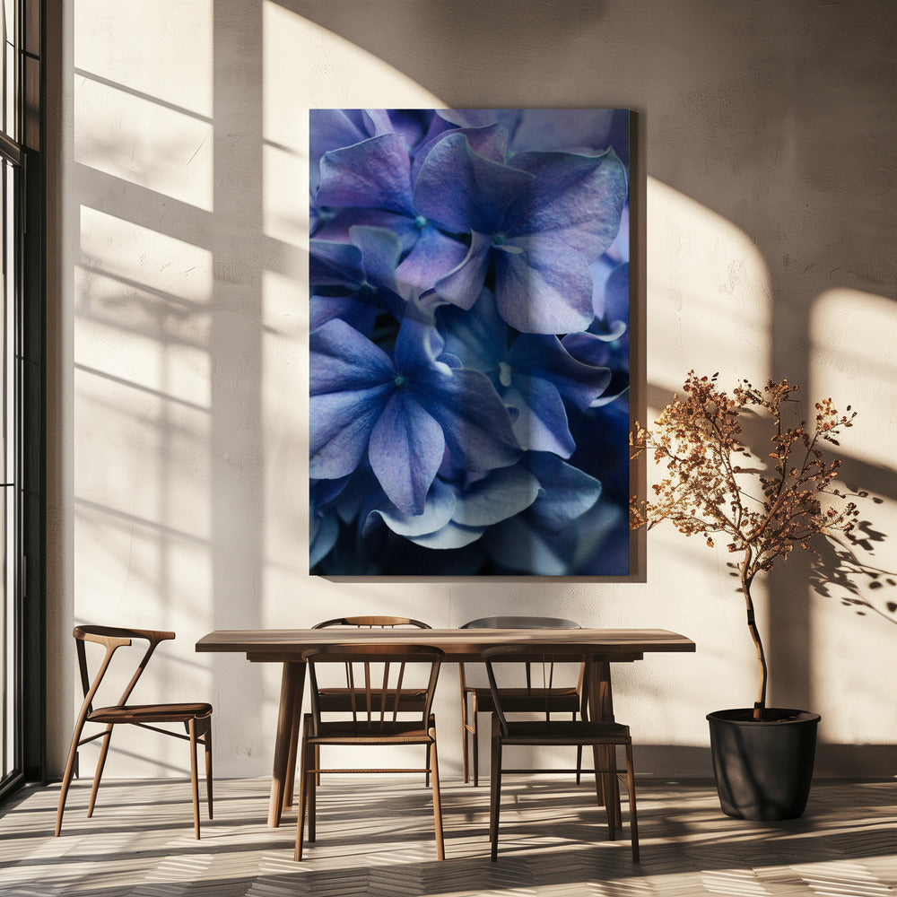 Levendige paarse hortensiabloemen | Canvas