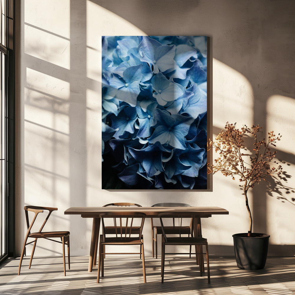 Levendige blauwe hortensia's | Canvas