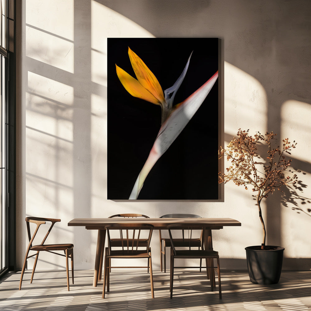 Paradijsvogel | Canvas