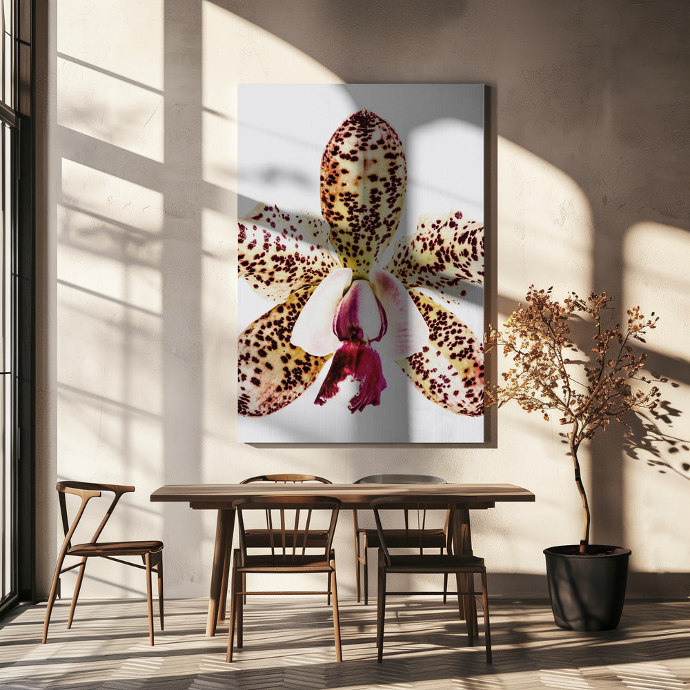 Gevlekte orchideeënuitbarsting | Canvas