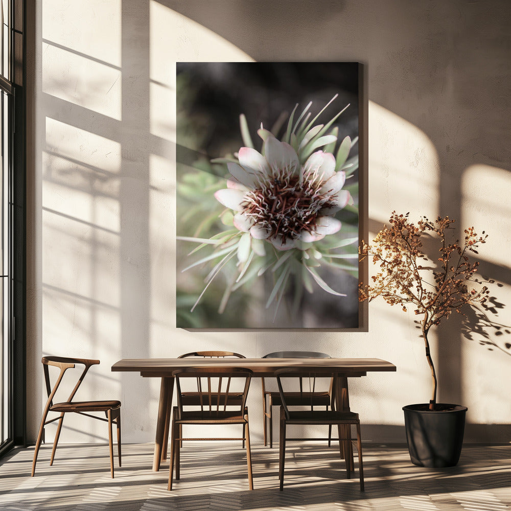 Woestijnbloei Halo | Canvas