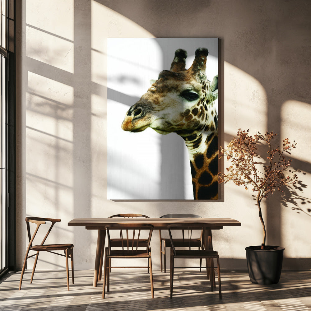 De sierlijke blik van de giraf | Canvas