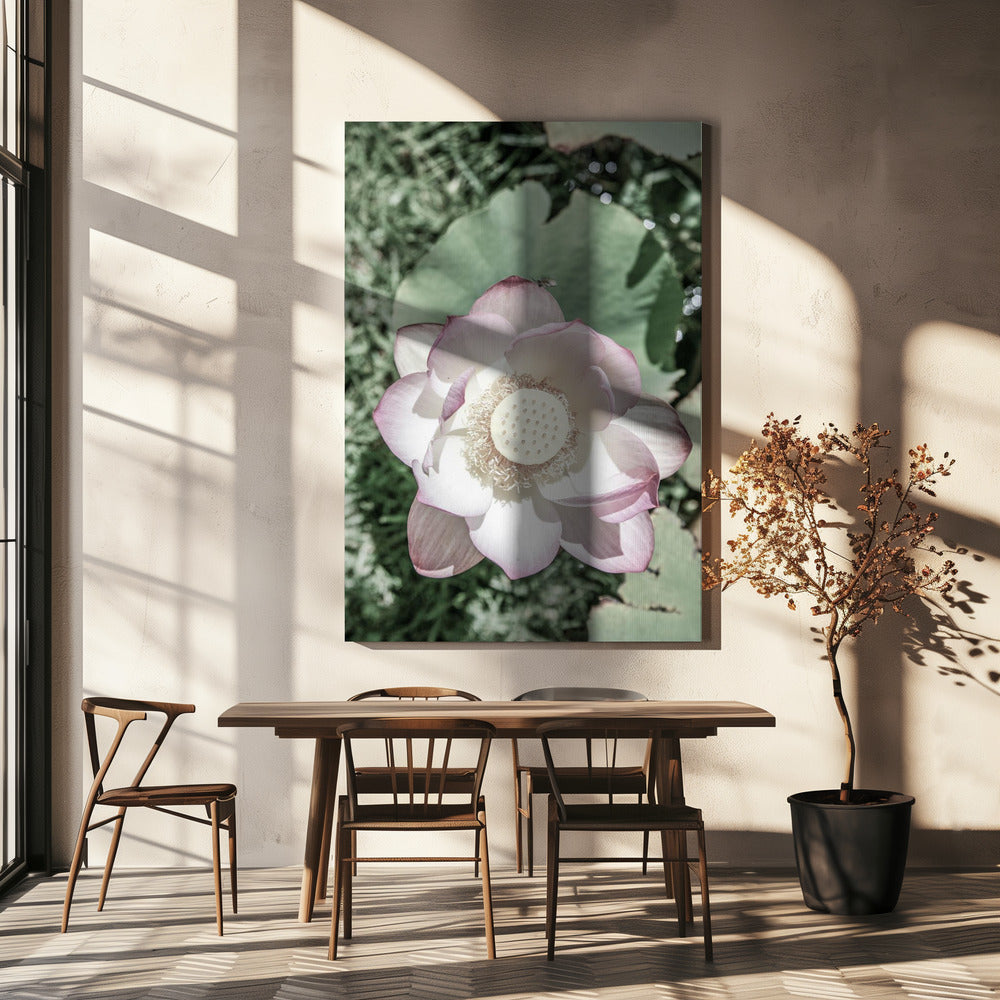 Lotus Sereniteit | Canvas