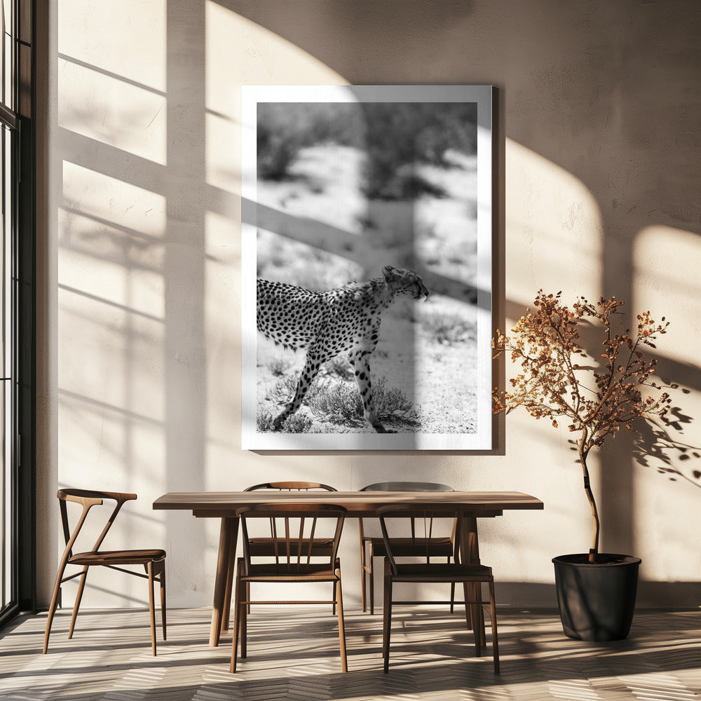 Een wandelende cheeta | Canvas