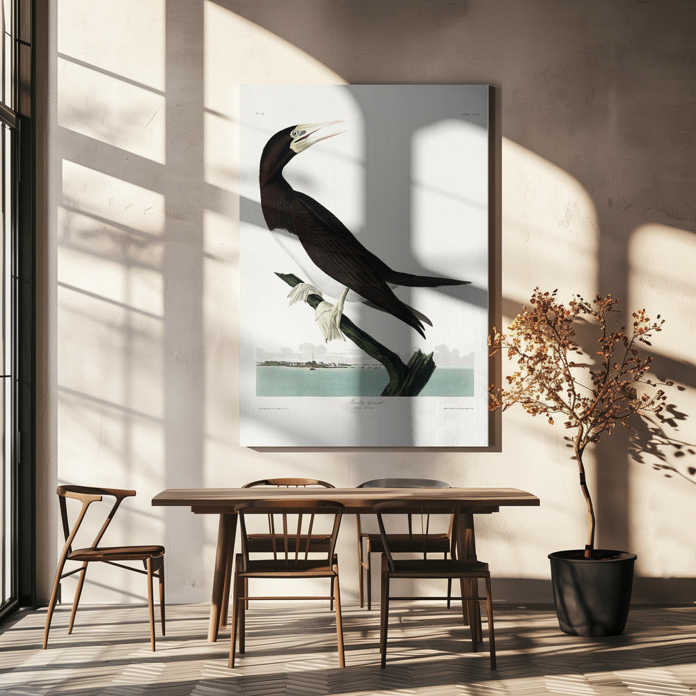 Booby Gannet van Birds of America (1827) | Canvas