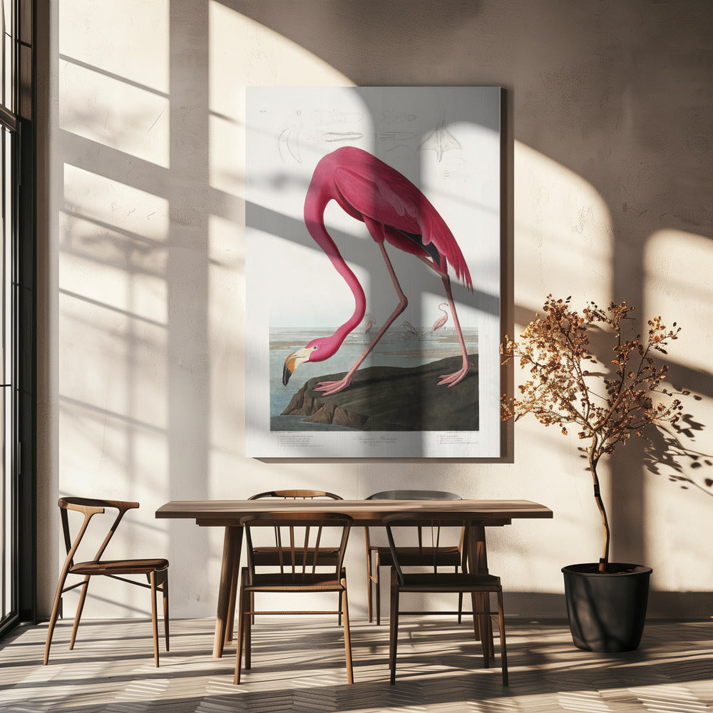 Roze flamingo uit Birds of America (1827) | Canvas