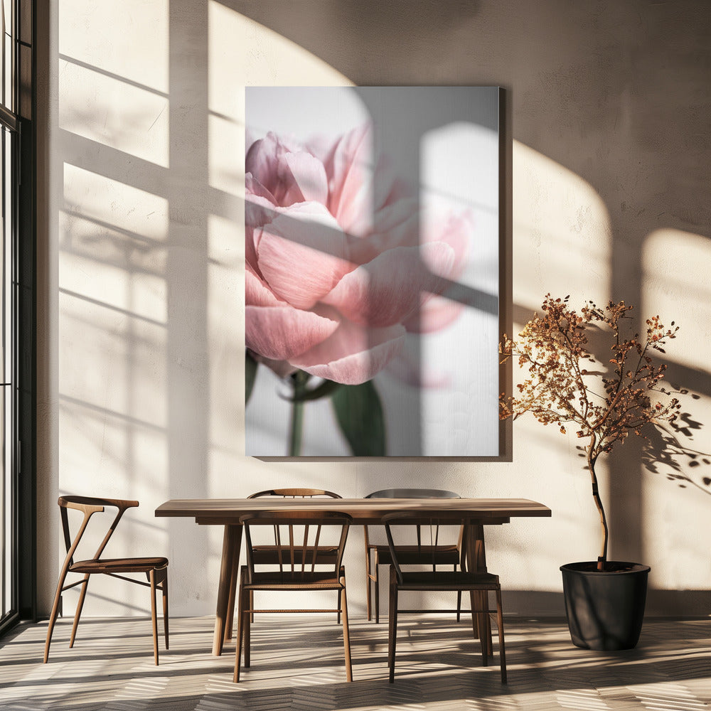 Pioenroos 3 | Canvas