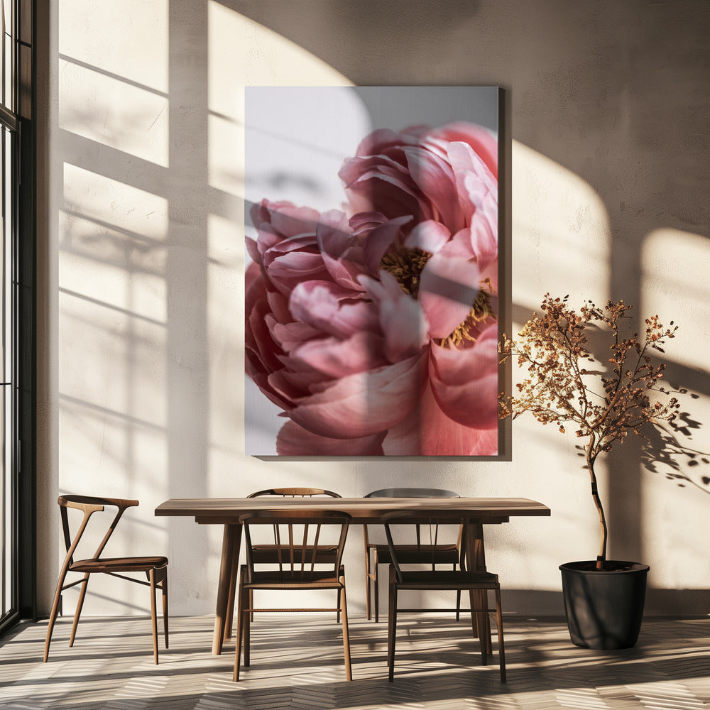 Pioenroos | Canvas