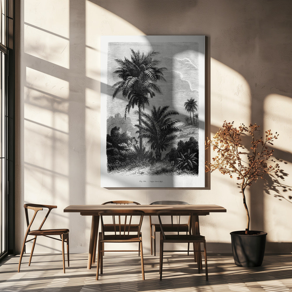 Vintage palmboom tekening V | Canvas