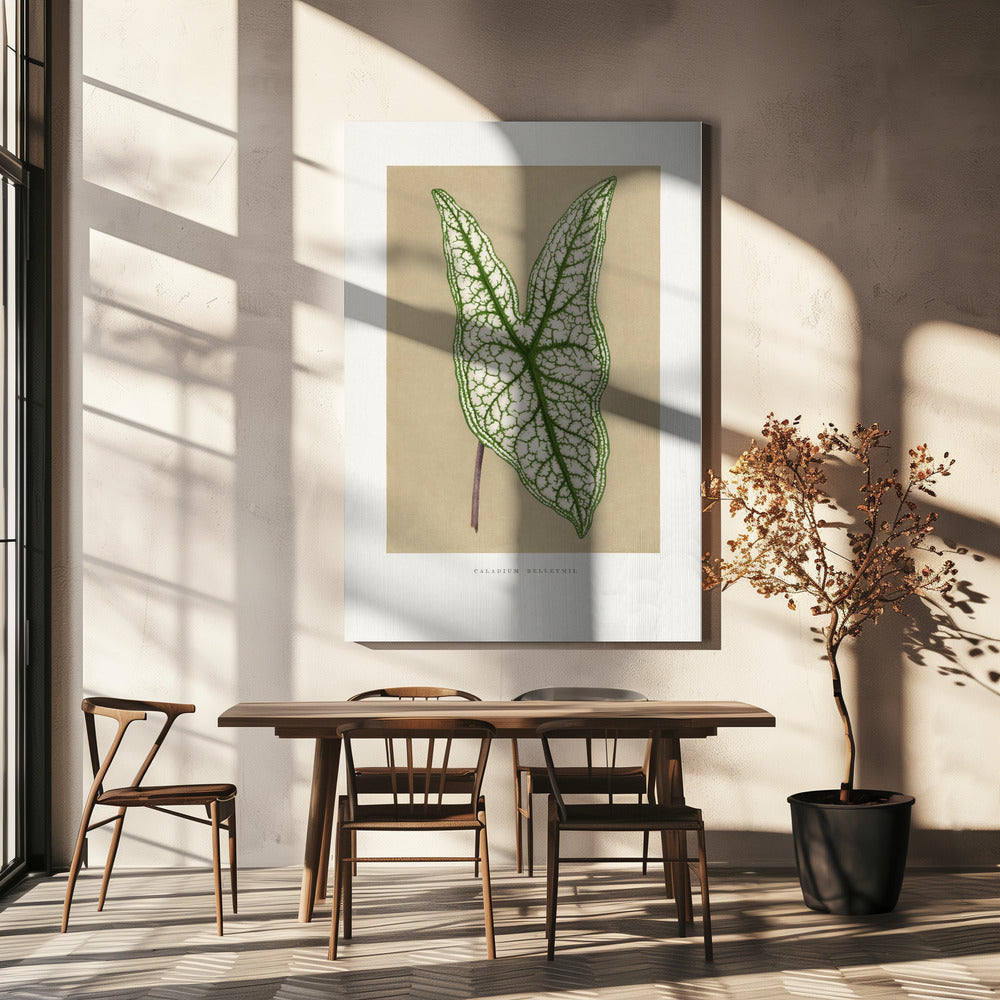 Groene Caladium Belleymii bladillustratie | Canvas