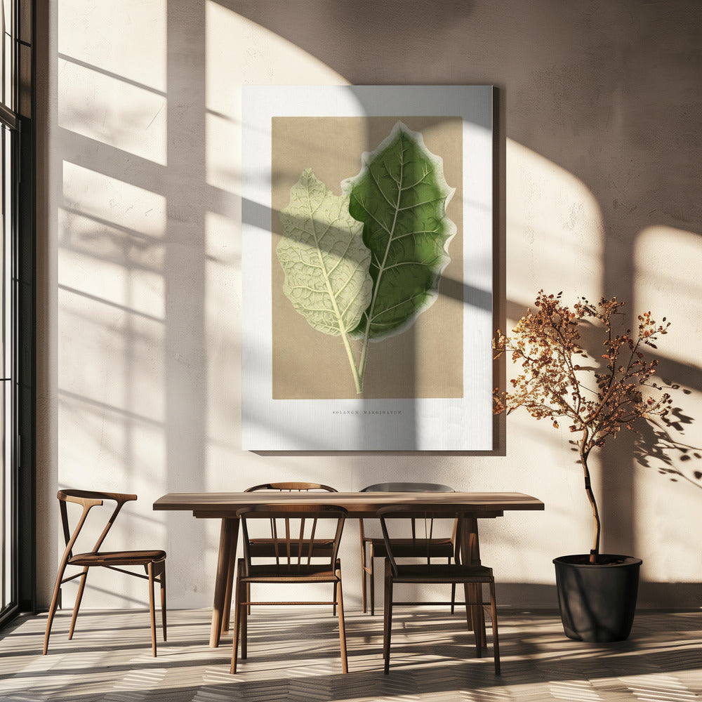 Illustratie van een groen Solanum Marginatum-blad | Canvas
