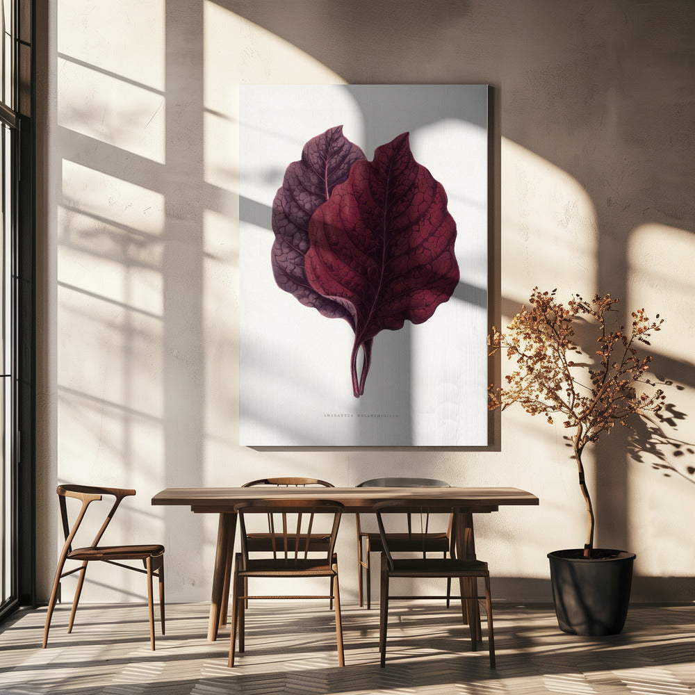 Roze Amarantblad Illustratie | Canvas