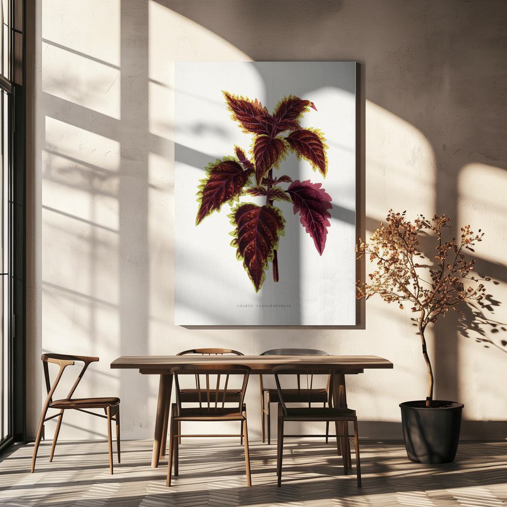 Roze Coleus-bladillustratie | Canvas