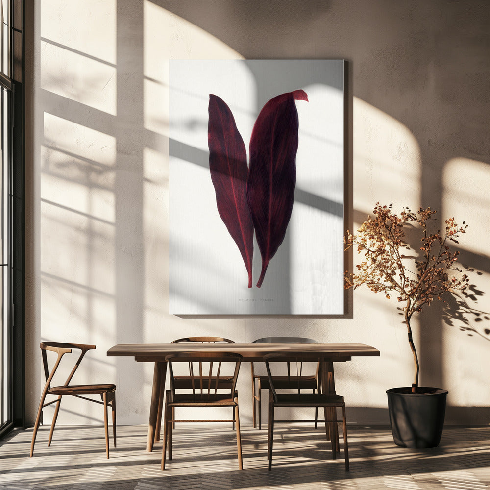 Roze Dracaena Ferrea-bladillustratie | Canvas