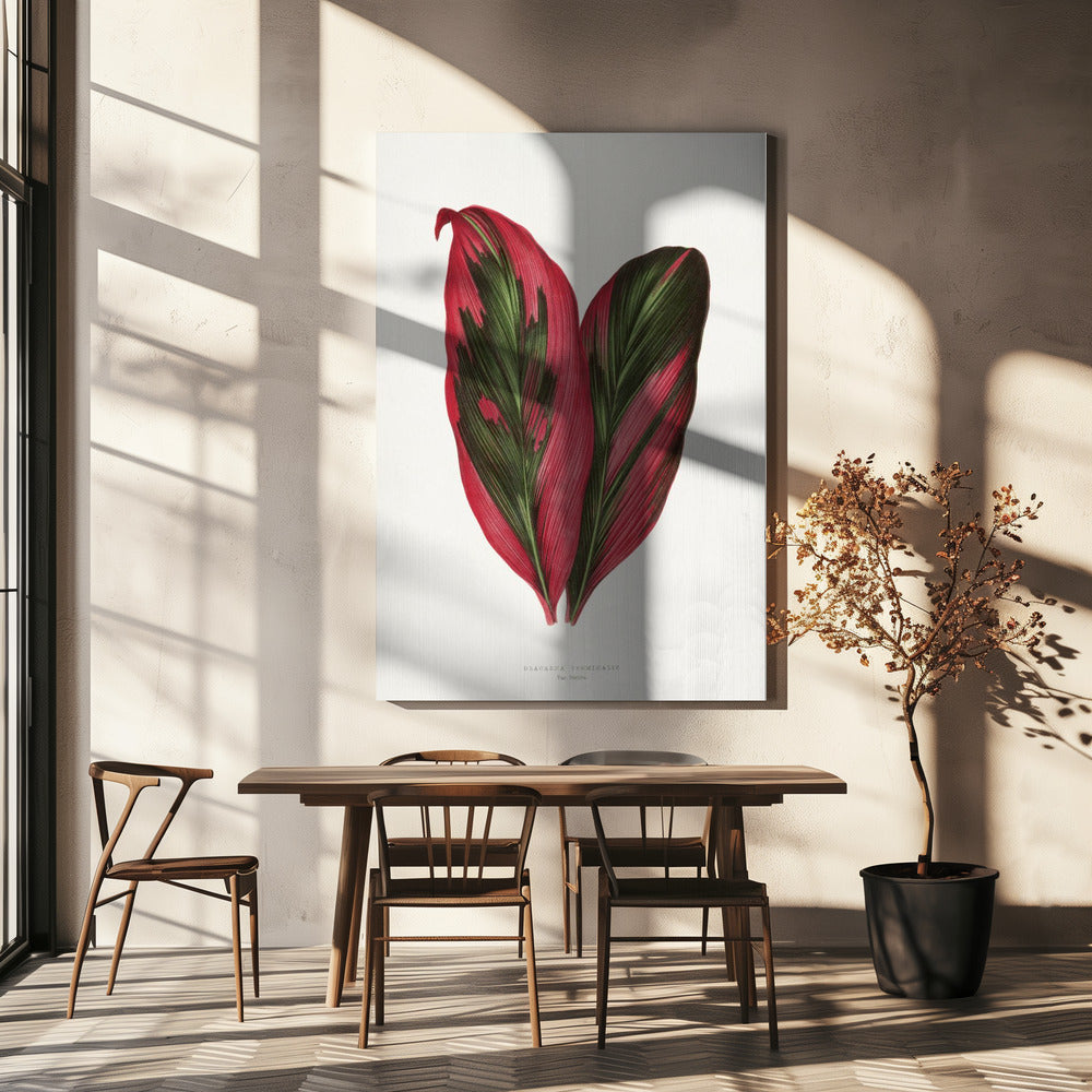 Roze Dracaena Terminalis-bladillustratie | Canvas