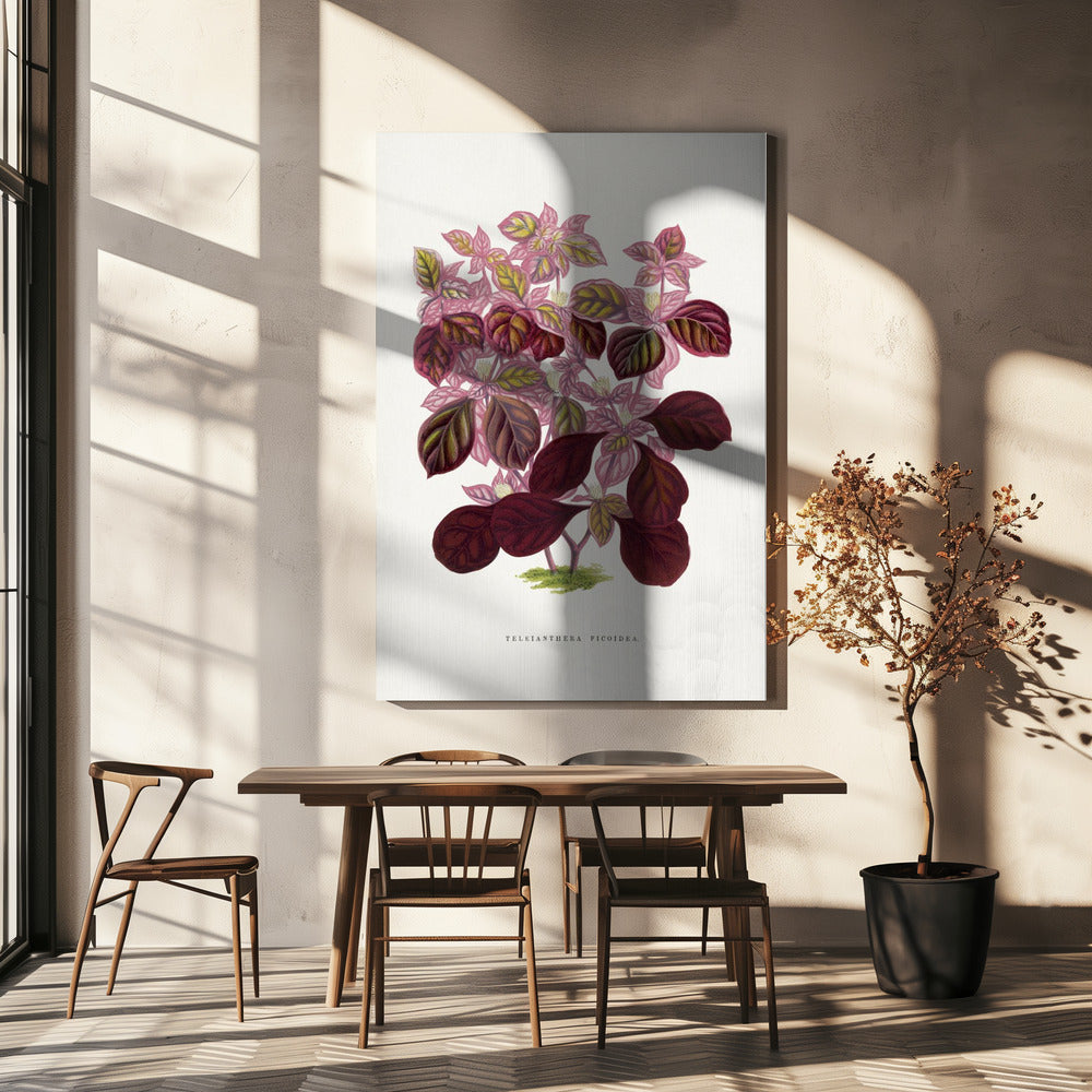 Roze Teleianthera Ficoidea bladillustratie | Canvas