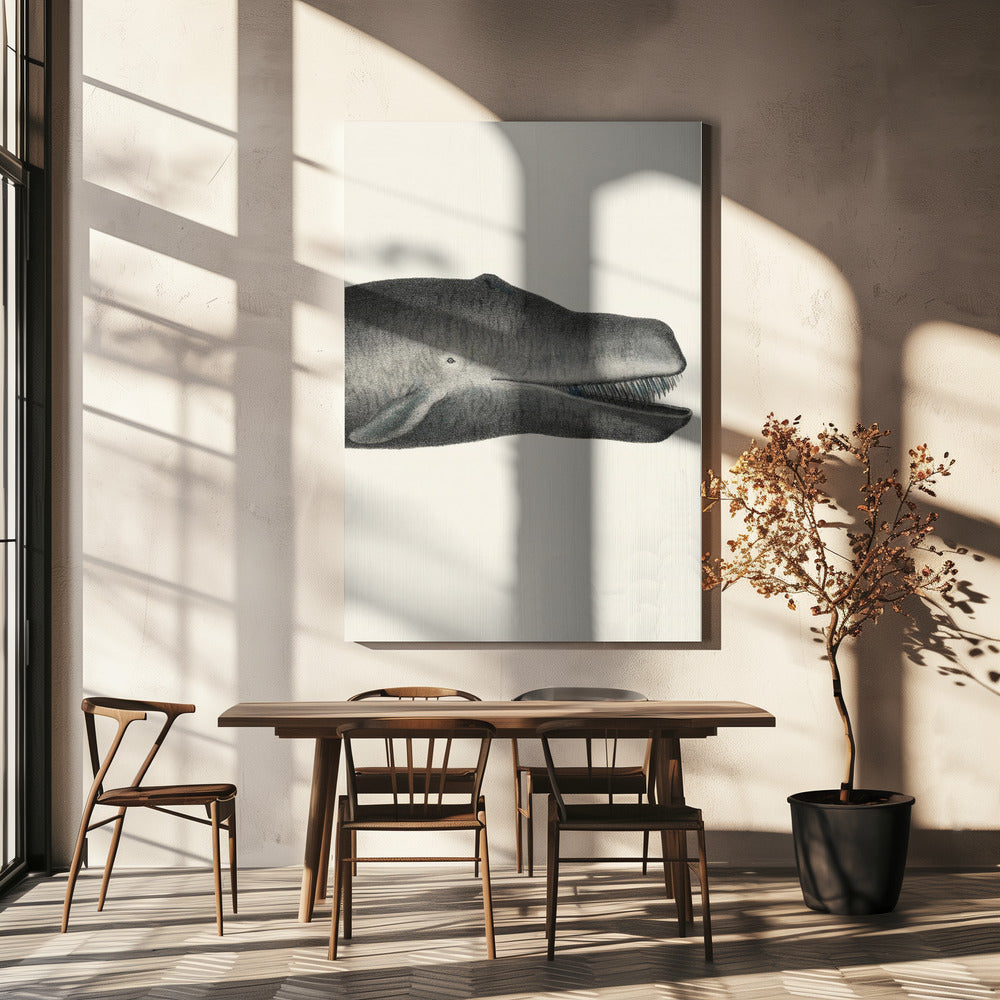 Walvis II, strak gesneden, handgekleurde zeedierenlithografie, 1824 | Canvas