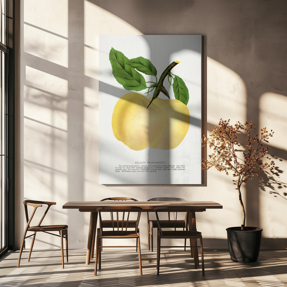 Gele transparante appellithografie | Canvas