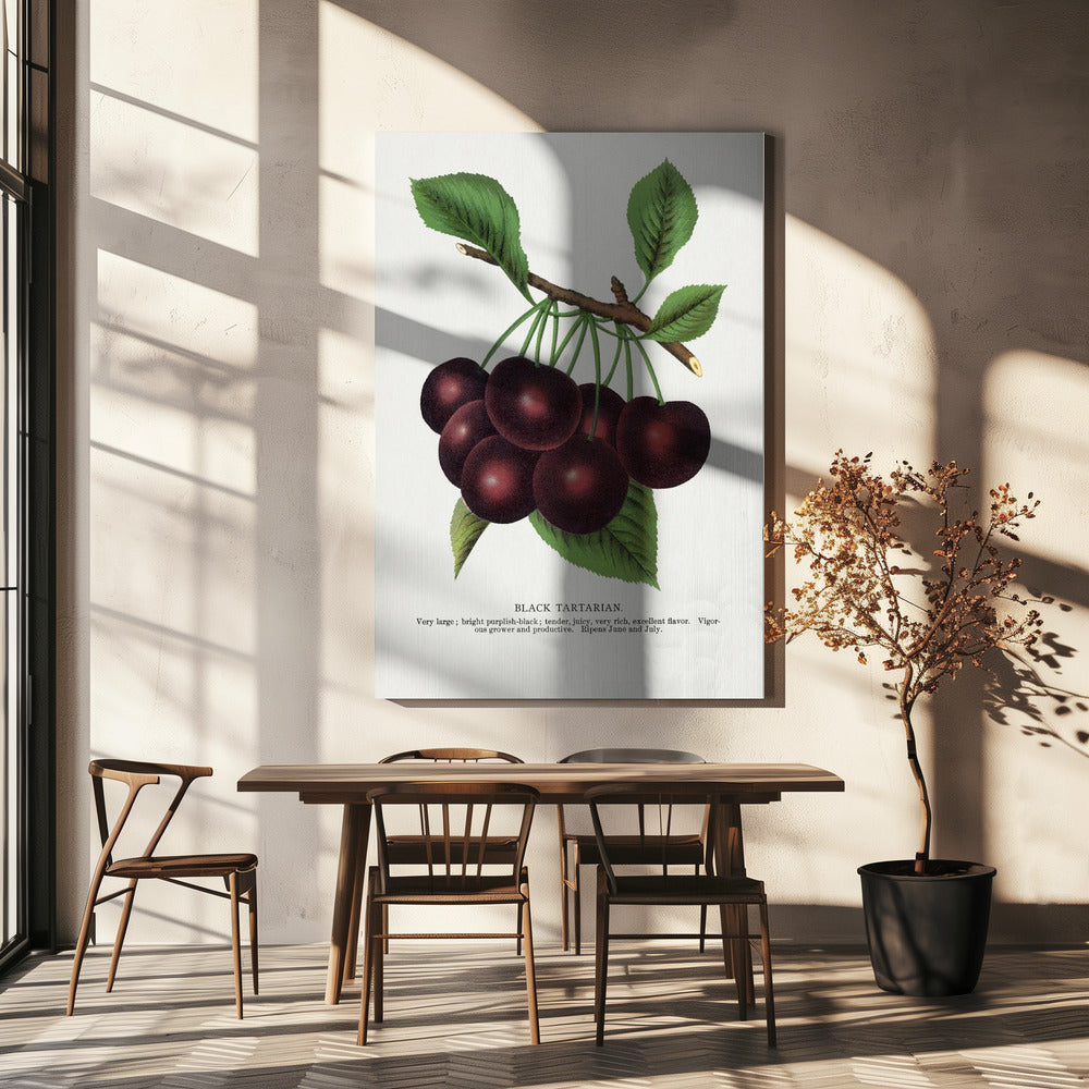 Zwarte Tartaarse Kers Lithografie | Canvas