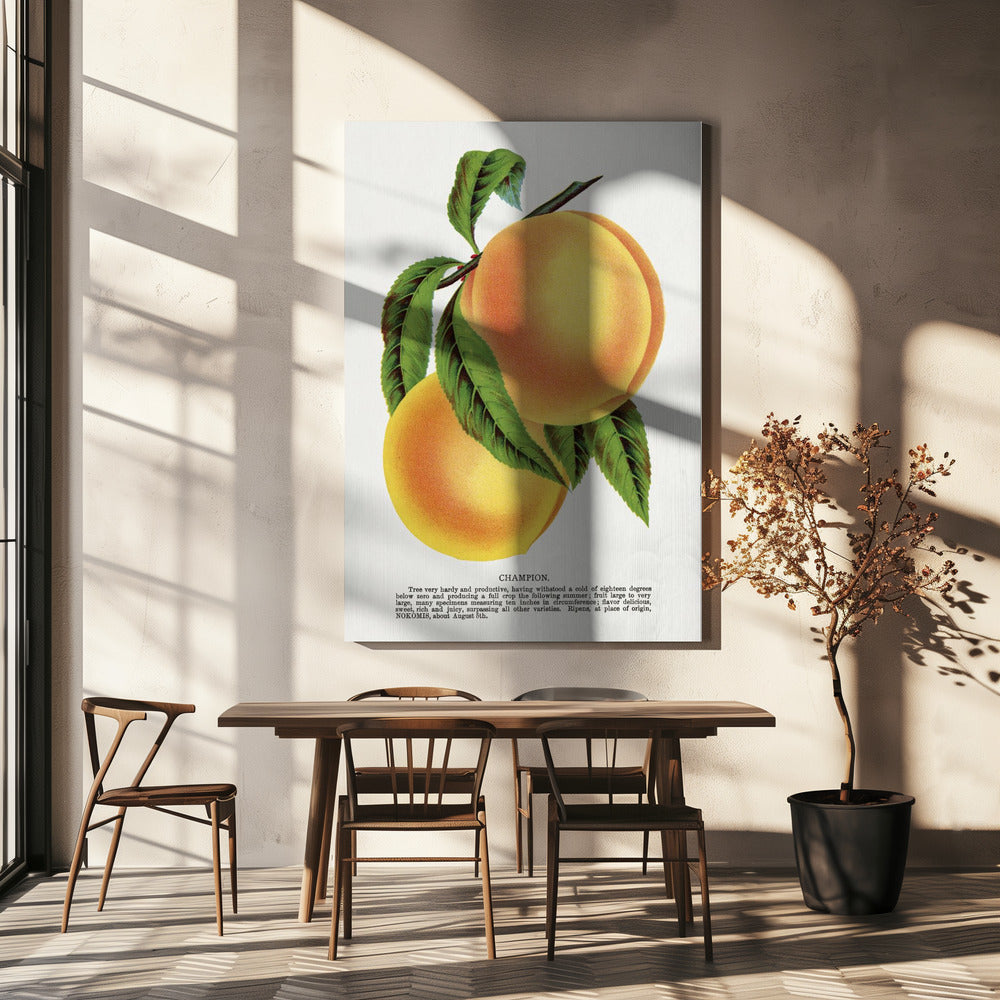 Champion Plum Lithograph | Canvas