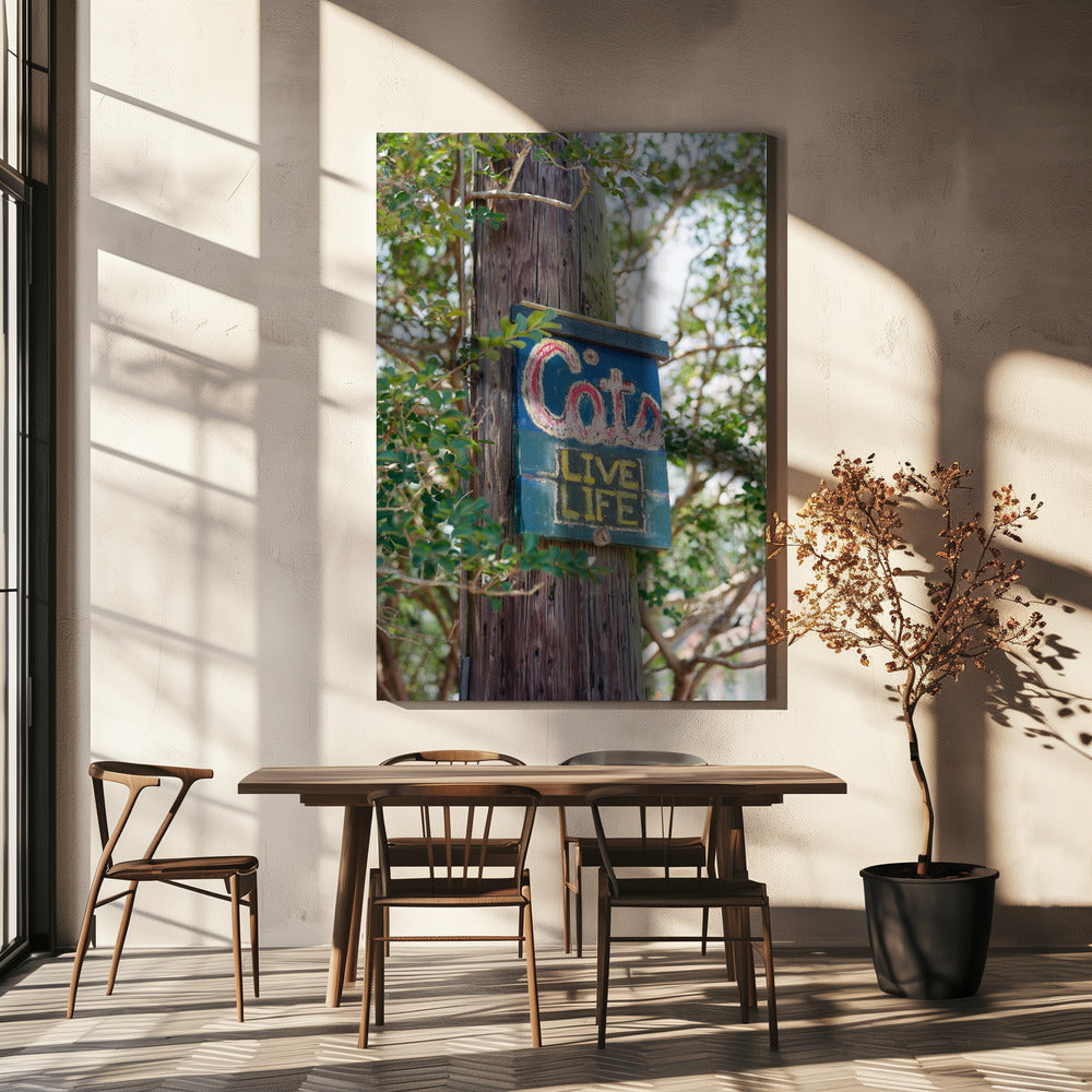 Katten uit New Orleans | Canvas