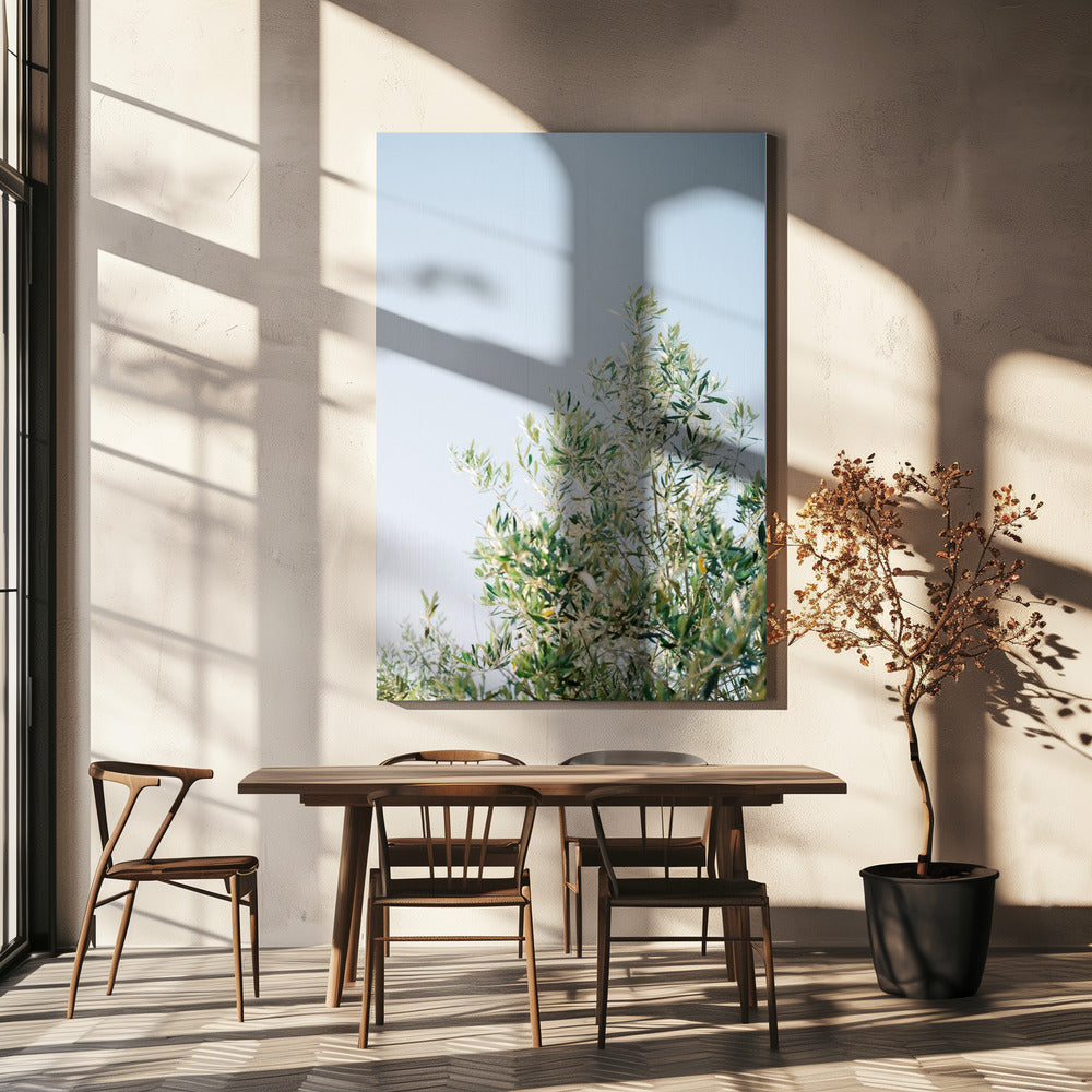 Olijven in Ostuni | Reisfotografie Italië | Canvas