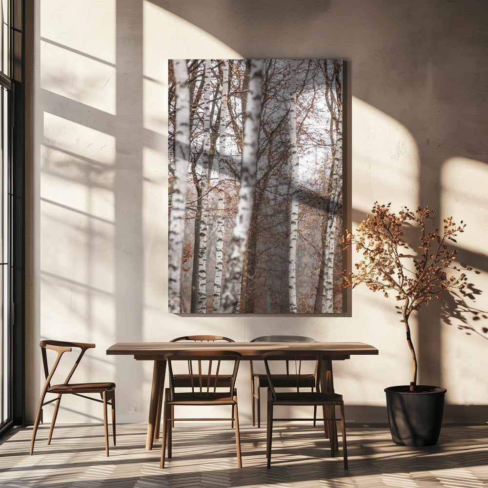 Berkenbomen 6 | Canvas