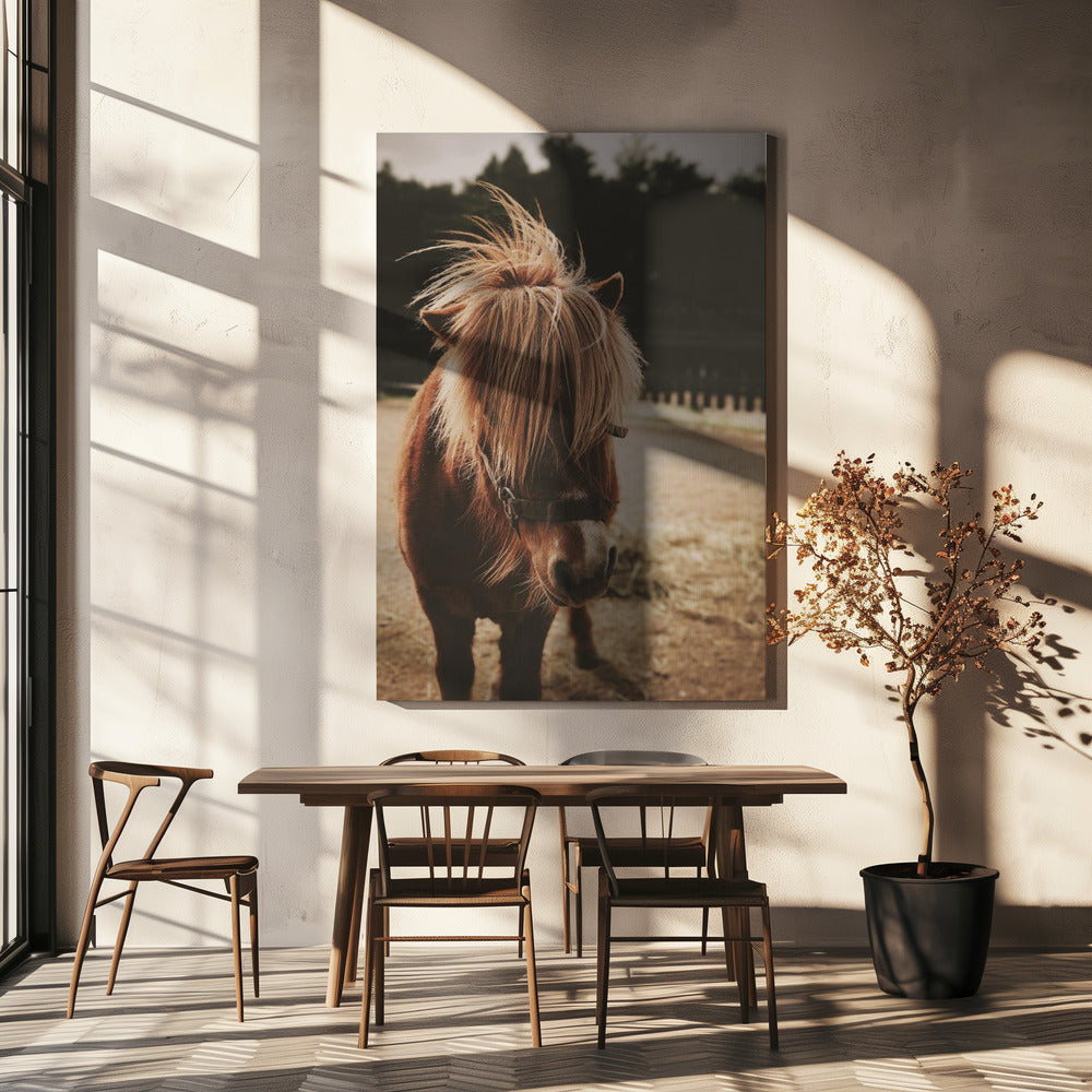 Pony met een ruige manen | Canvas