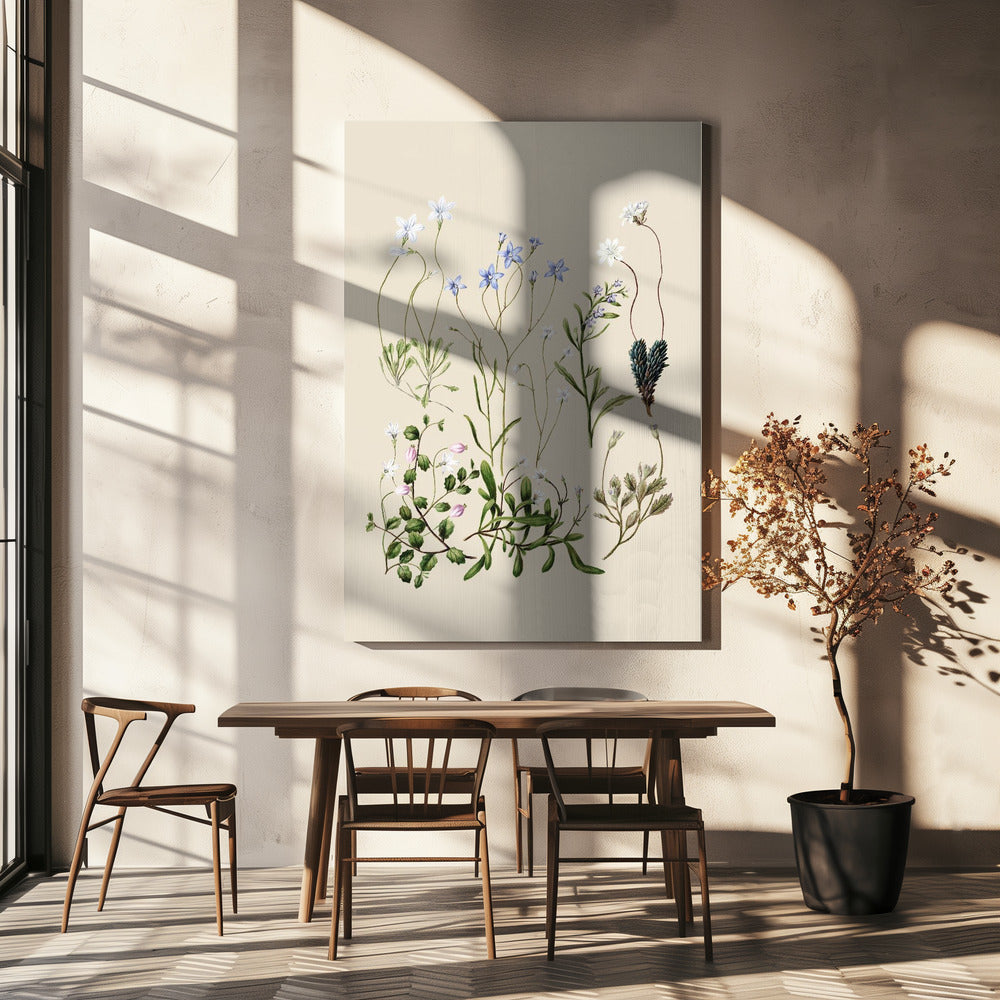 Wahlenbergia's getekend | Canvas