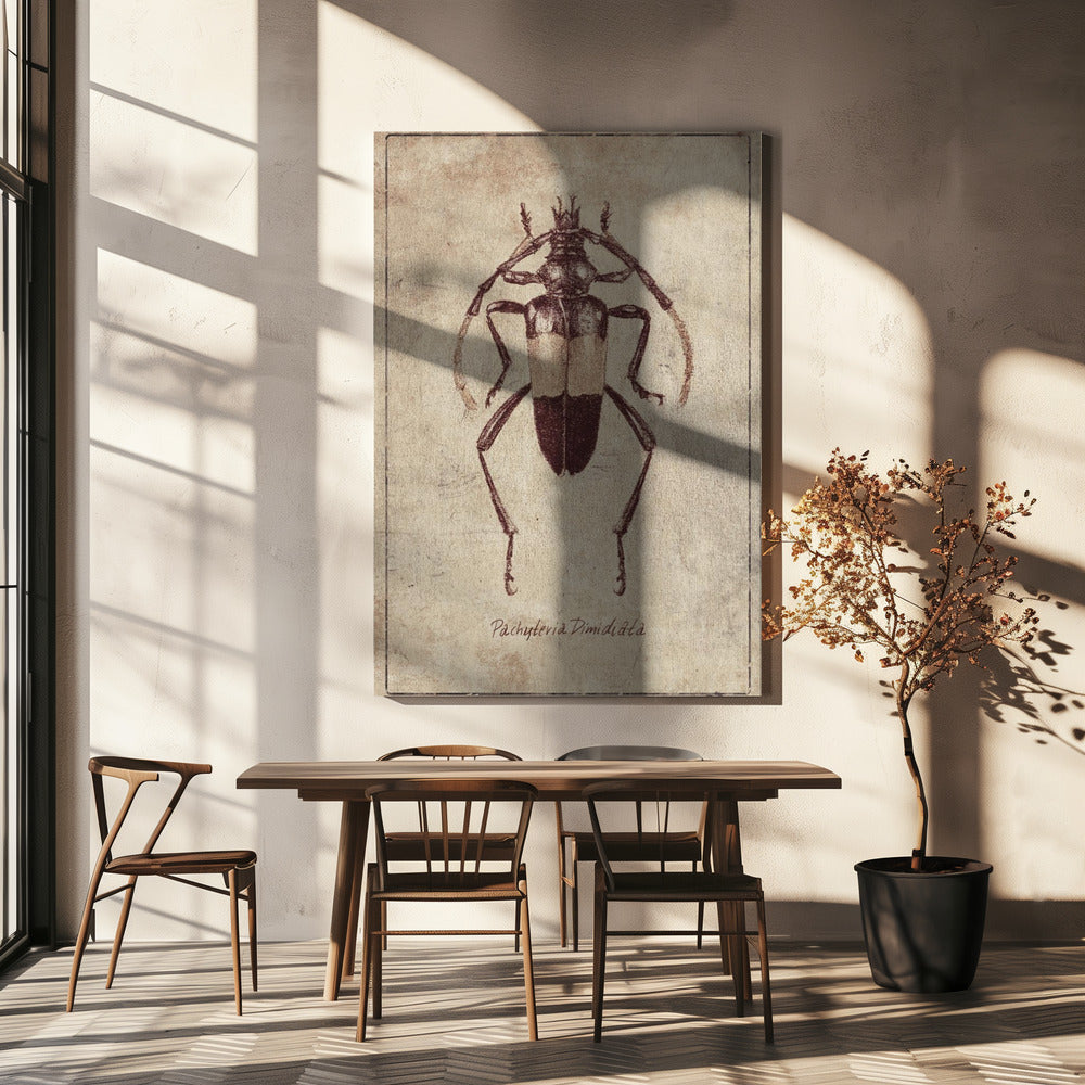 Vintage insectenschets | Canvas