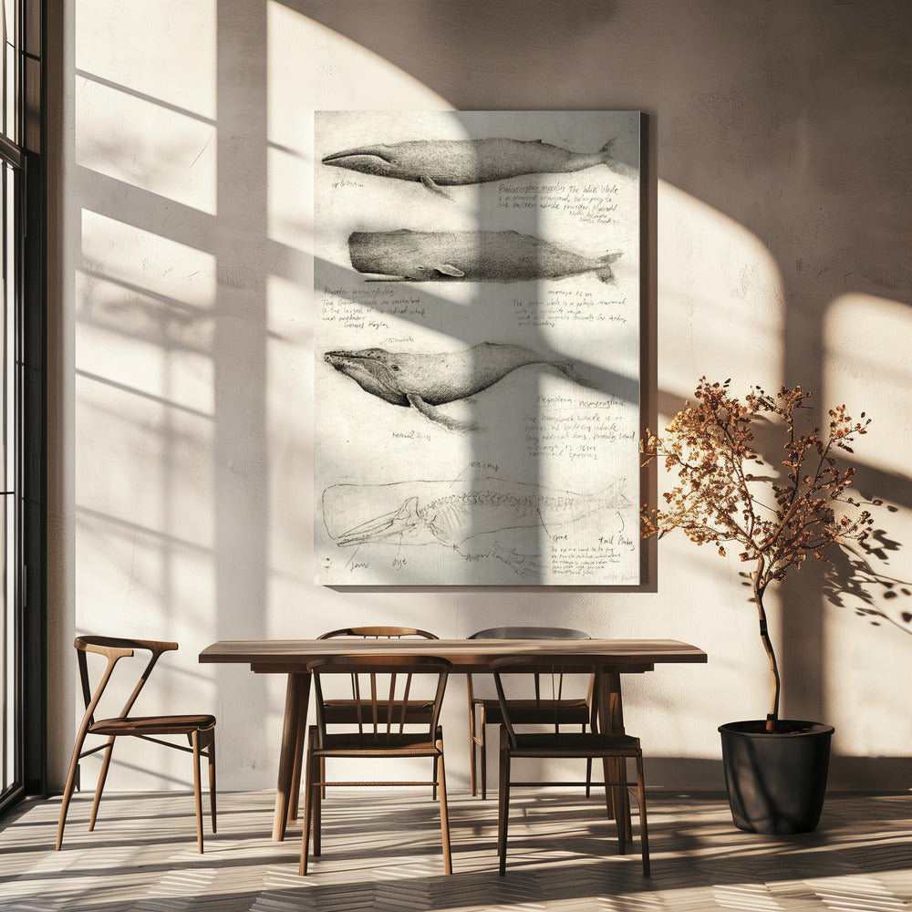 Schetsen van verschillende walvissen | Canvas