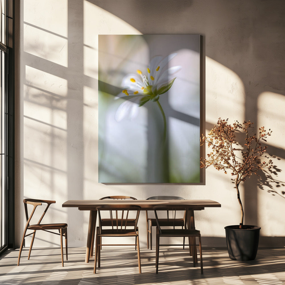 Stitchwort zacht | Canvas
