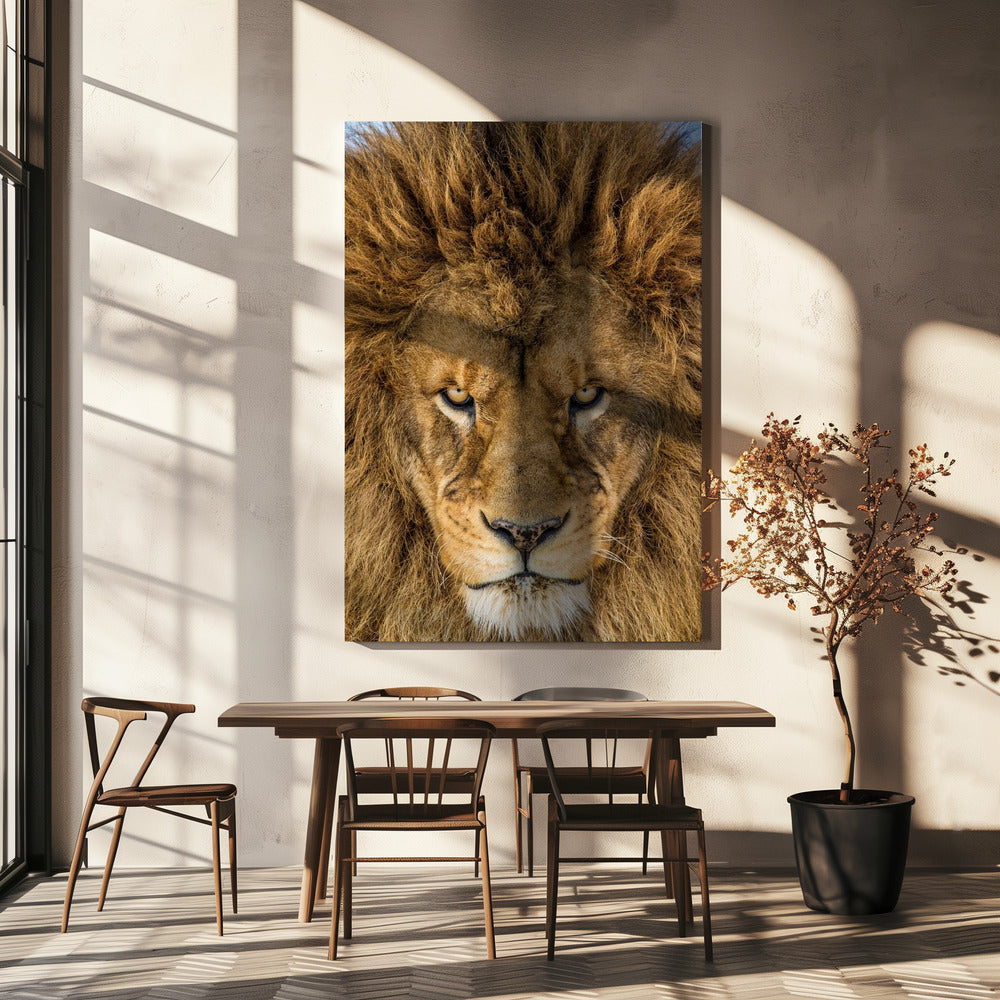Serieuze Leeuw | Canvas