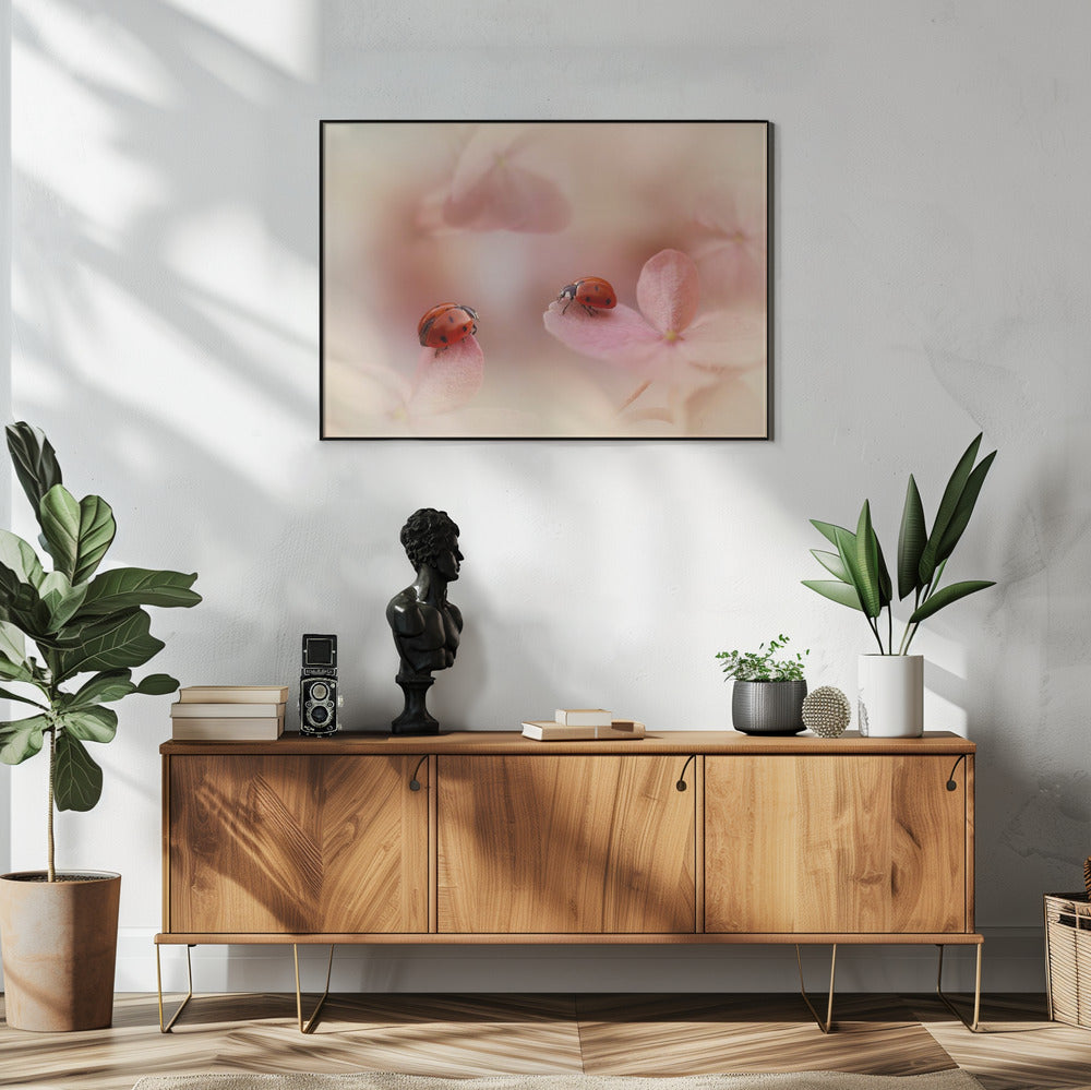 Lieveheersbeestjes op roze hortensia. | Poster