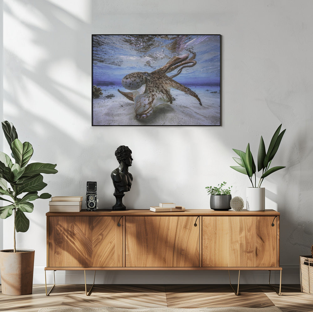 Dansende Octopus | Poster