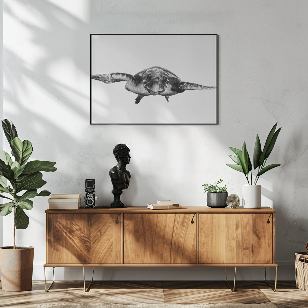 Wit en schildpad | Poster