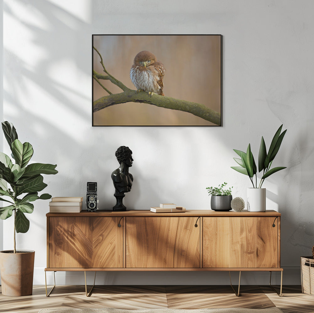Ferruginous pygmy owl | Poster
