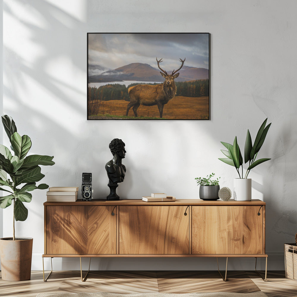 Schotse herten | Poster