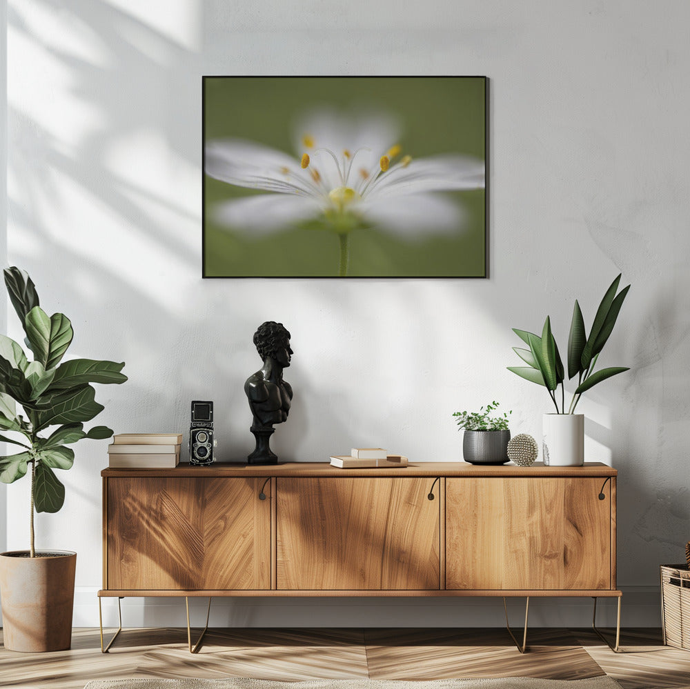 Zachtjes Kruiskruid | Poster