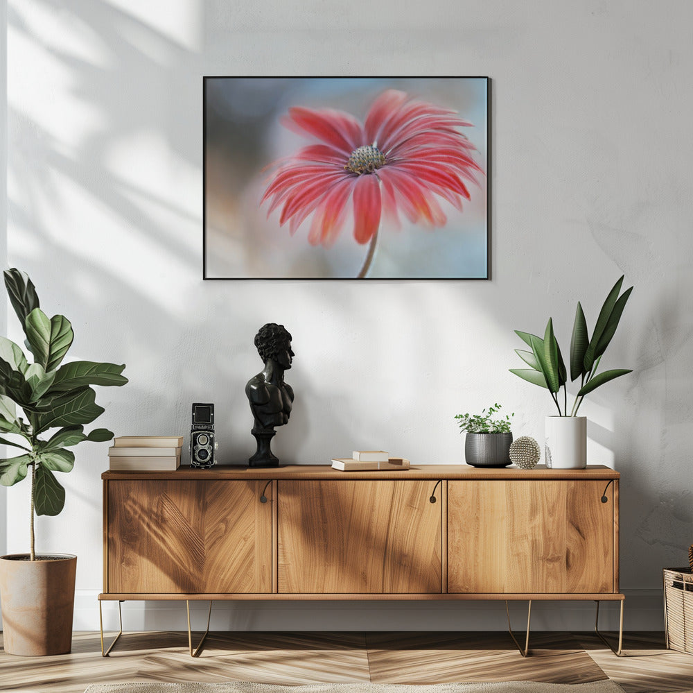 Kaapse Madelief* | Poster