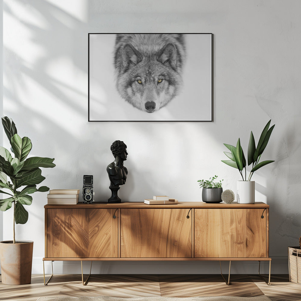 Yellow eyes - Timber Wolf | Poster