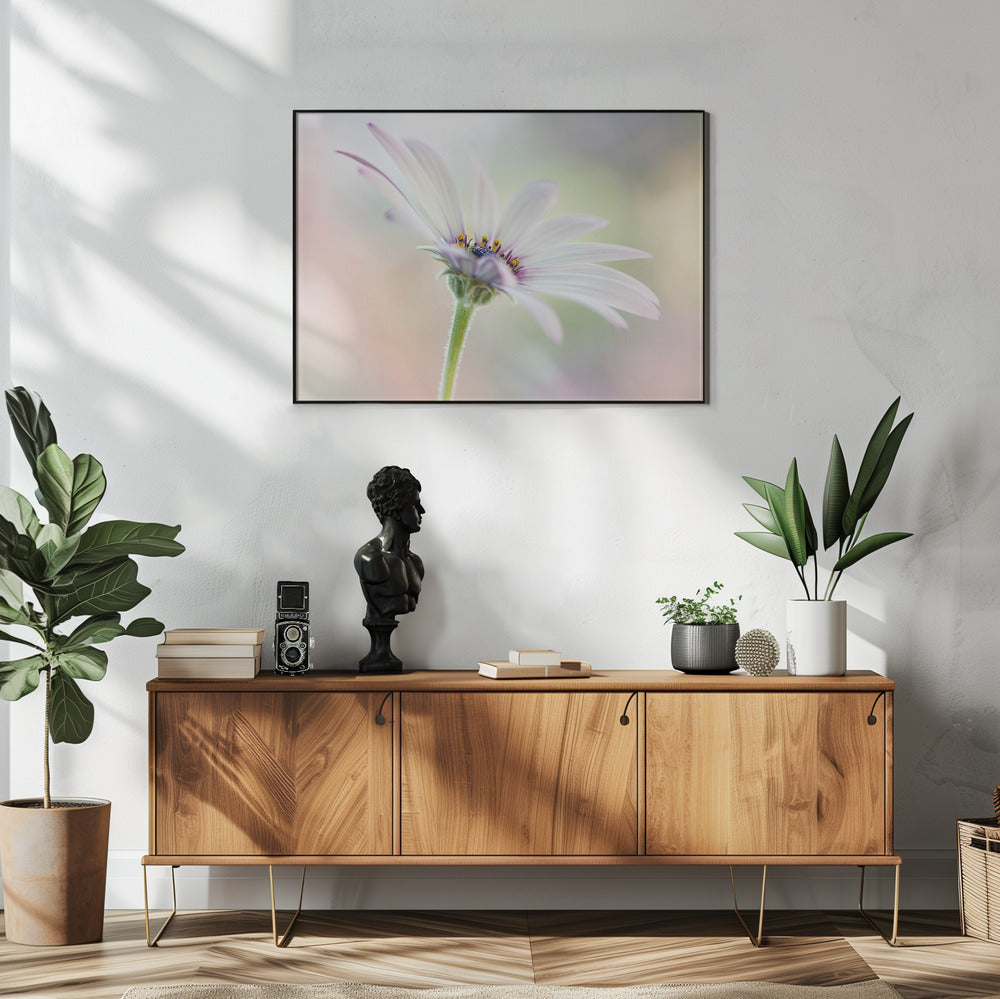 Kaapse Madelief | Poster