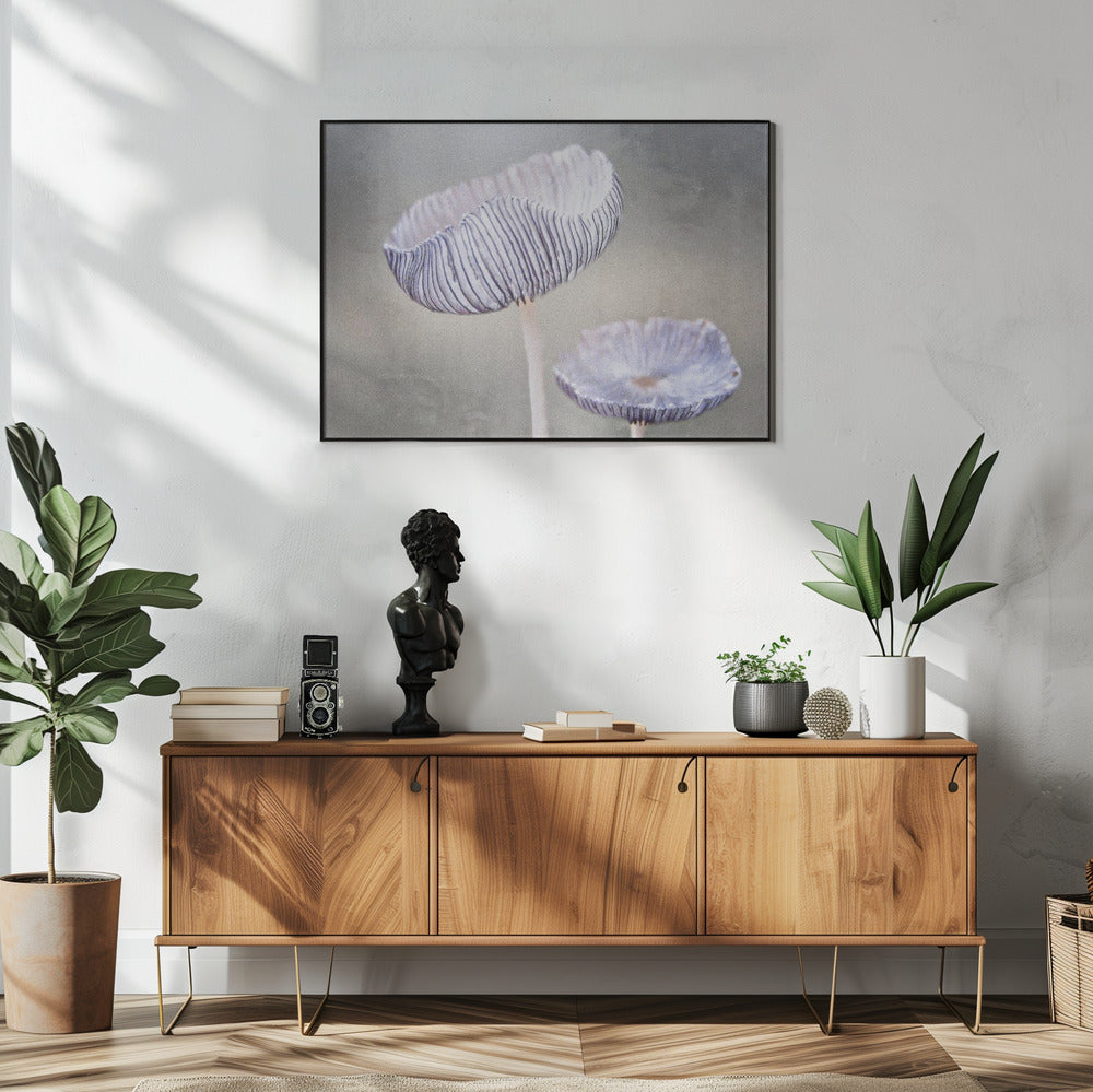 paddenstoel | Poster