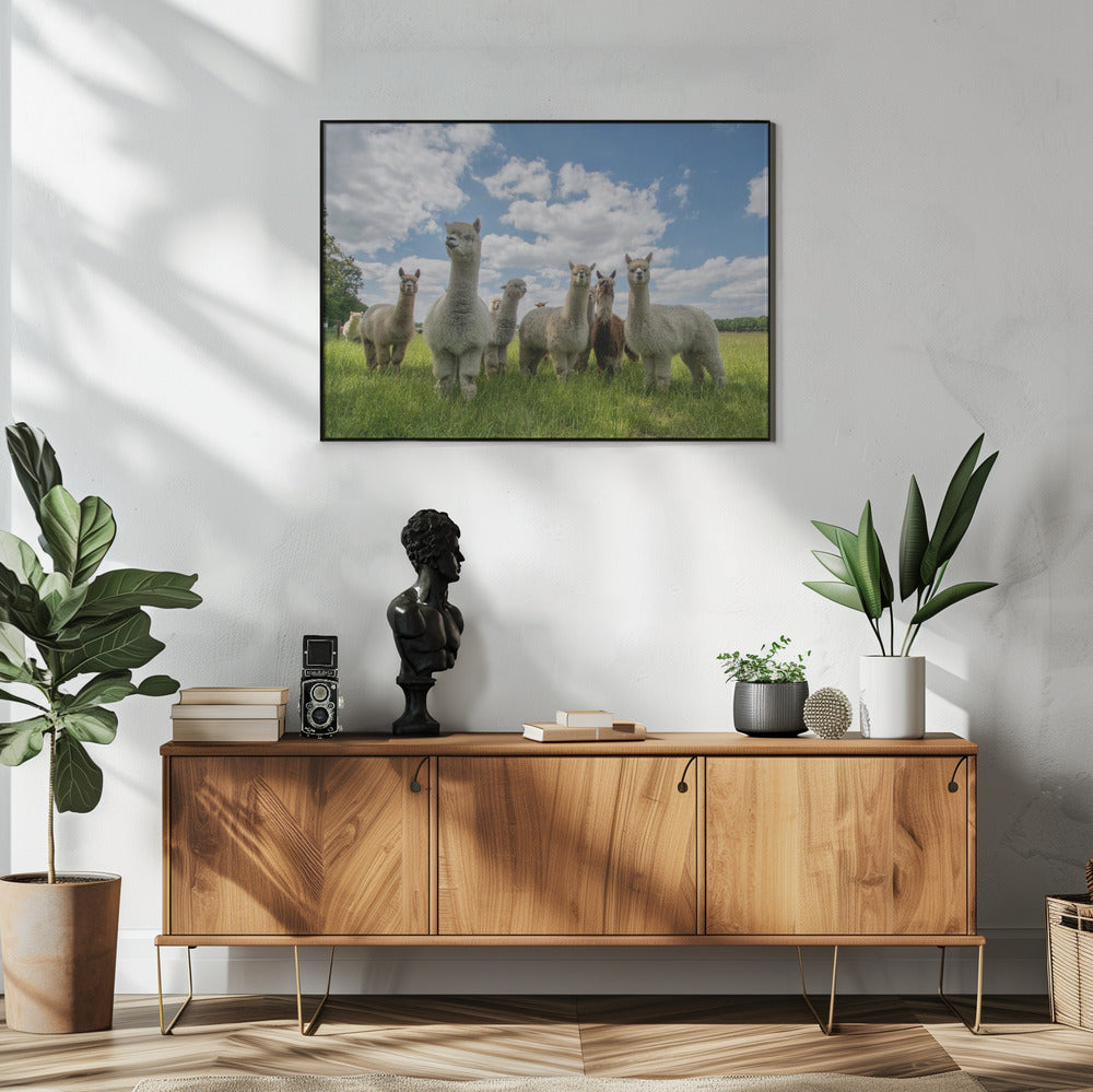 Stuur de Alpaca's op! | Poster