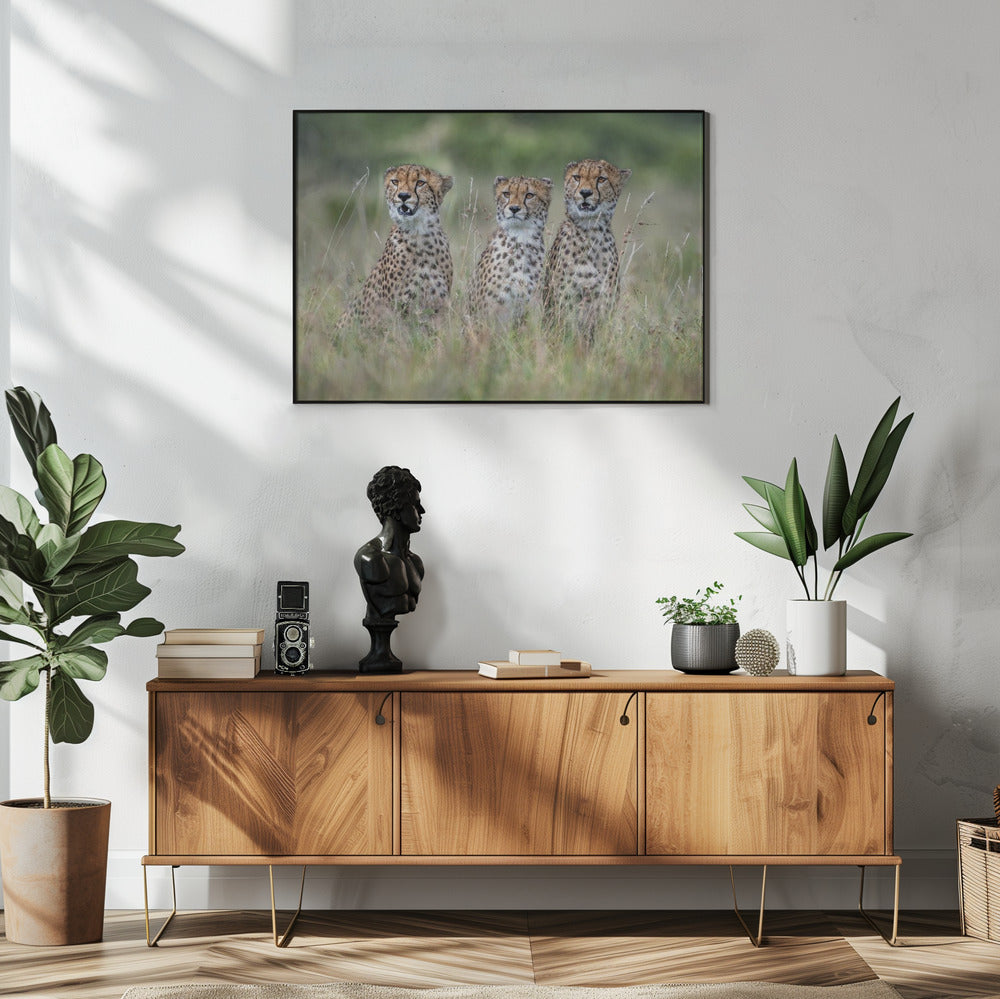 Cheetawelpen | Poster