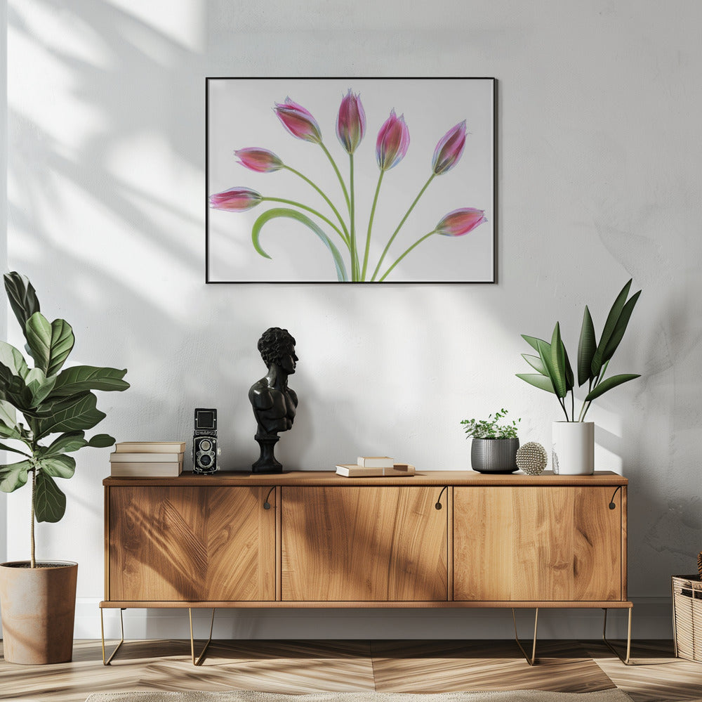 Tulp | Poster
